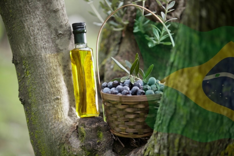 10 melhores azeites de oliva brasileiros de 2024, segundo o Flos Olei, destacando sabores únicos e qualidade excepcional do Brasil.