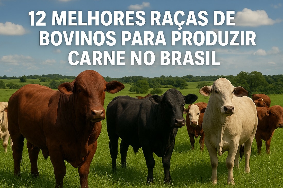 Descubra as 12 melhores raças de bovinos de corte no Brasil, avaliadas por adaptabilidade, carne, fertilidade, rusticidade e ganho de peso.